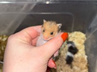 Uzun tüylü suriye hamster yeni sahiplerini bekliyor