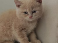 Güzel british shorthair yavrular yeni yuvalarını arıyor