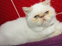 İran exotic red point