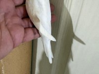 31 GÜNLÜK ALBİNO OĞLAN BEBEK MUHABBET KUŞU