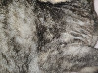 Ücretsiz sahiplendirme scottish fold kedimiz