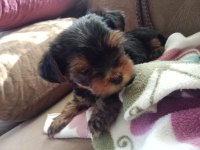 Terrier yorkshire terrier safkan (1,5 aylık)