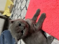 Scottish fold yavrularımıza yeni yuvalarını arıyoruz