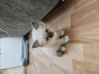 Kediseverler İçin Melez Ragdoll Yavrularım