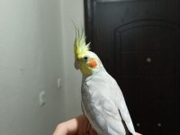 Erkek sultan papağanı