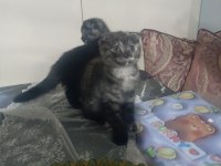 2 adet 2 aylık dişi scottish fold yavrular
