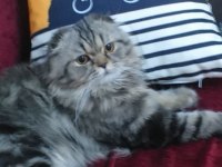 5 yaşında kısır scottish fold