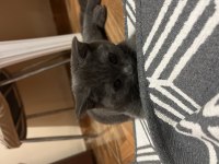 Scottish fold dişi yavru
