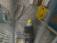 Çift rainbow muhabbet kuşları
