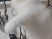 British longhair kedisi