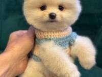 POMERANİAN BOO YAVRU KÖPEKLERİMİZ