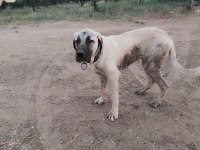 Genç erkek kangal