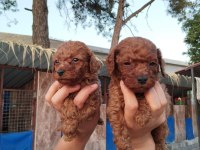 Toy poodle yavrularımız çiftliğimizden