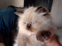 BRİTİSH BLUE POİNT LONGHAİR YAVRULAR