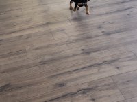 5 aylık sosis köpek dachshund sahiplendirilecektir