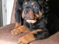 Macar Kafa Rottweiler Yavrular