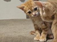 6 Yavru Kardeş kedimiz için sevgi dolu yuva arıyoruz