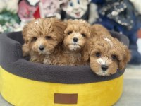 Çok özel yeni gelen kore maltipoo yavrularımız