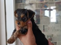A kalite teacup kg garantili erkek yorkshire terrier yavru