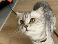 Kedime Güzel Bakılacağı Yuva Arıyorum Ücretsiz