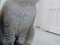 British shorthair kedimize eş aranıyor