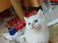 British shorthair magnum prensibi kim ister
