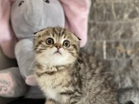 SCOTTISH FOLD GOLDEN YAVRULARIM  