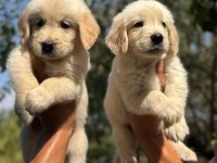 Tatlı golden köpeklerimiz yeni yuvasını bekliyor
