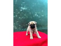 A KALİTE PUG (RIFKI)