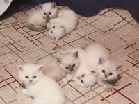 6 adet british blue point ve shorthair bebek