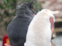 İki güzellik ilanda bir dişi bir erkek french bulldog