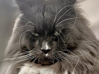Sağlık Ve Irk Garantili Minik Maine Coon Devler