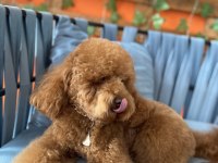 Red Brown Toy Poodle