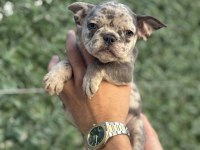 French bulldog bebekler