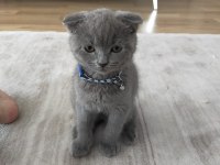 45 günlük yavru scottish fold