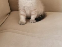 Blue Point Erkek Ve Dişi British Shorthair