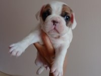 Fransız bulldog bebekler