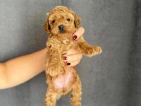 BİBLO GÜZELLİĞİNE SAHİP RED BROWN KORE POODLE YAVRULAR
