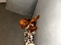Toy poodle köpekler