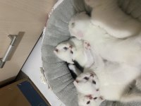 British shorthair scottish fold karışımı 4 dişi 1 erk