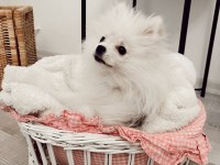 6 aylık pomeranian tüm malzemeleriyle birlikte