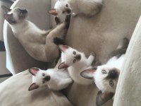 Safkan klasik kırık kuyruk siyam bebeklerime yuva arıyorum