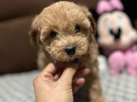 Maltipoo Dişi