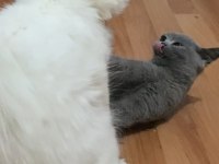 Sevimli oyun kedisi