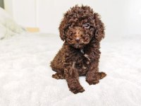 ÇIKOLATALI TOY POODLE BEBEKLER