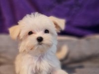 Orjinal Teacup Morkie Yavrularımız