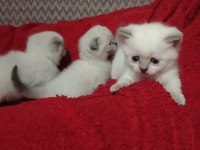 Blue point scottish fold izmir buca