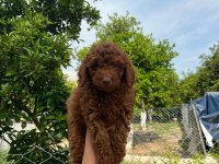 Anne altından red Brown poodle yavrumuz