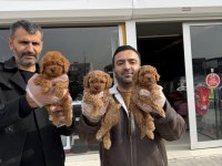 SHOW KALİTE LEKESİZ TOY POODLE YAVRULAR ANKARA DA