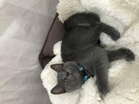 British shorthair yavru